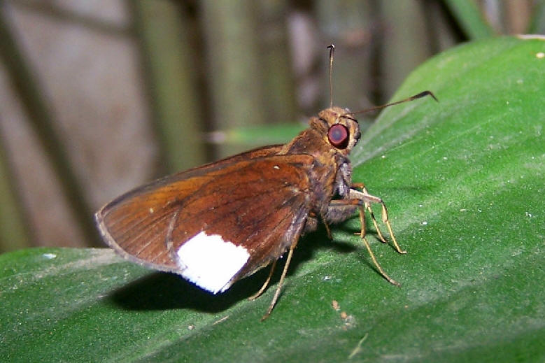 FIGURE 1e FIGURE 1e